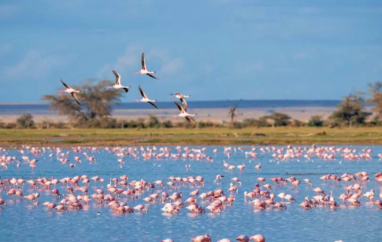 Flamants roses en Camargue