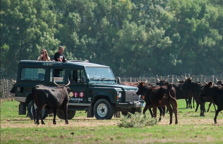 Sortie en 4×4 dans les paysages sauvages autour de Nimes